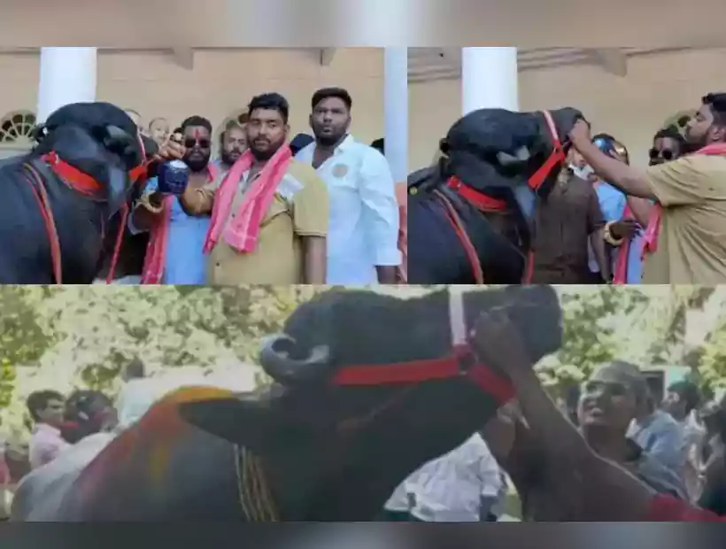 దున్నపోతుకు రూ.31వేలు విలువైన మద్యం తాగించిన యువకుడు