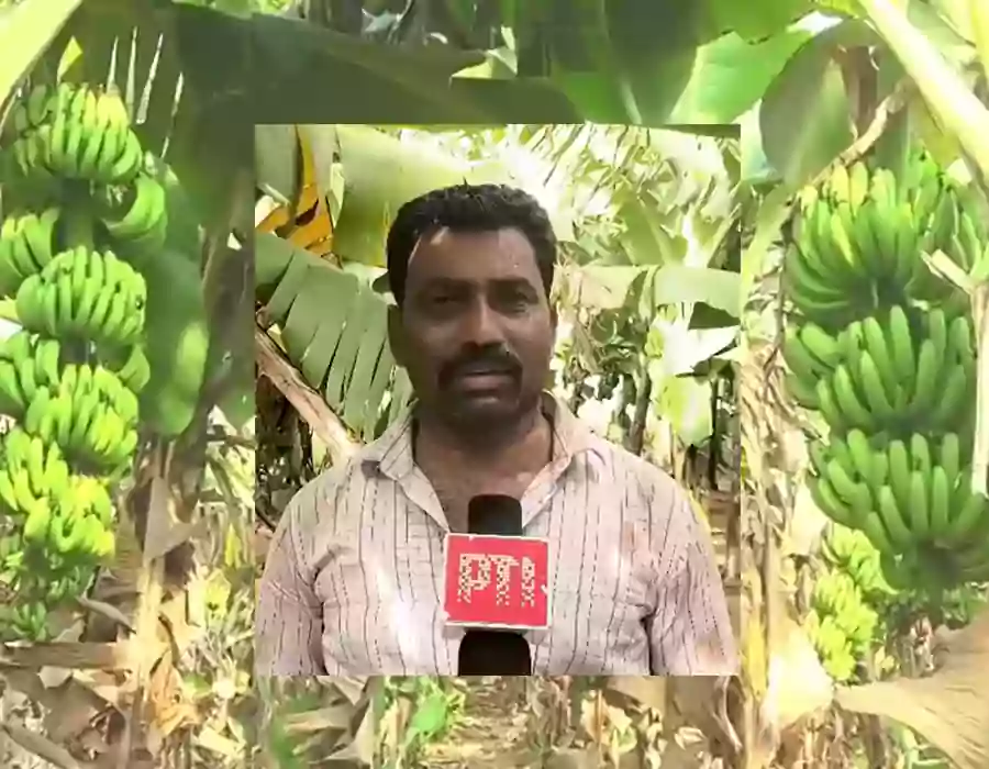 రూ.1కే కిలో అరటిపళ్లు.. అనంత రైతు కన్నీళ్లు