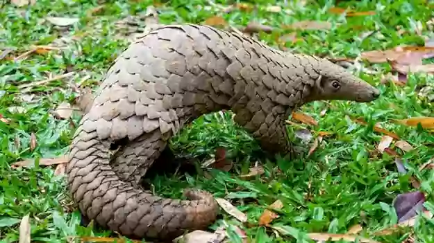 ఏపీలో భారీ ఆపరేషన్.. అలుగును విక్రయిస్తున్న నిందితుల అరెస్ట్