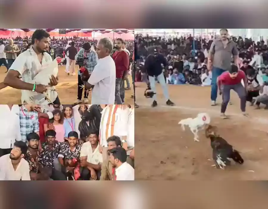 రూ.1.53 కోట్లు గెలిచిన కోడి :గోదావరి జిల్లాల్లో కాసుల వర్షం కురిపిస్తున్న కోడి పందేలు