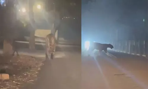 రాజమండ్రిలో పెద్దపులి…. భయంతో వణికిపోయిన వాహనదారులు