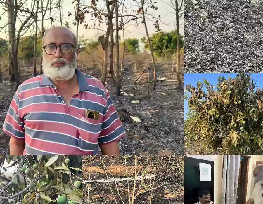 రైతన్నకు మిగిల్చిన బూడిద.. ఆకతాయిల అగ్గికి 22 ఏళ్ల మామిడి తోట దగ్ధం..