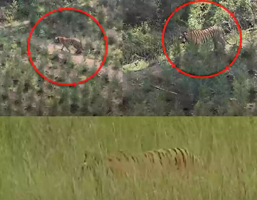 ఏజెన్సీలోకి మళ్లీ ‘పెద్దపులి’ ఎంట్రీ.. పగలంతా రెస్ట్, రాత్రిపూట వేట !