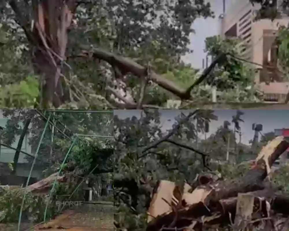 అర్నబ్ తుపాను : యానాంలో నేలకొరిగిన భారీ వృక్షాలు, విద్యుత్ స్తంభాలు